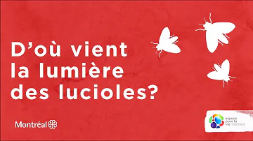 Pourquoi les lucioles émettent de la lumière ?