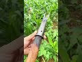 Young Woman Working in a Lush Green Cornfield