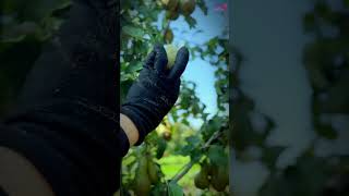 Picking up Apples & Pear  #apple