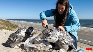 rescue animal:  Woman Rescues Snowy Owl Family from Plastic Pollution
