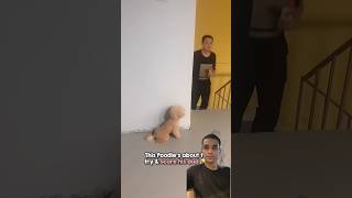 This Little Dog Had the Sweetest Plan Ever #shorts #dog