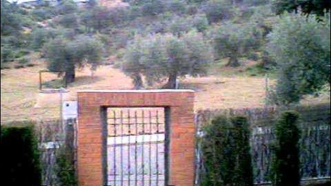 Ladybird V2 Devo F4 nano FPV Video captured with pc from video output.