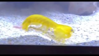Mantis shrimp gives birth while transferring tanks