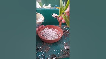 Carnivorous Plants - Nepenthes Stem Cutting Ready to Pot on