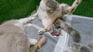 The mother cat giving birth is always cared for and cared for by another cat next to her  part 1.
