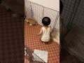 ぽんちゃん🐰大好き👶 #しまいにっき#年子姉妹＃1歳児#3歳児＃4歳児#shorts #育児#子育て#子供のいる暮らし#うさぎのいる暮らし #ホーランドロップイヤー