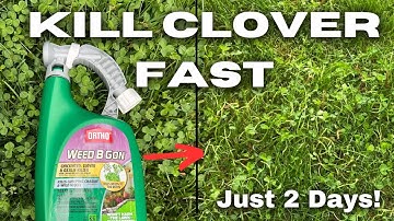 The Easiest Way to Remove Clover from Your Lawn