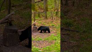 Самая большая охота на гризли и черного медведя 🐻  короткое видео! Вау, потрясающе, это великолепные
