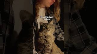 the cat won't let me play the piano