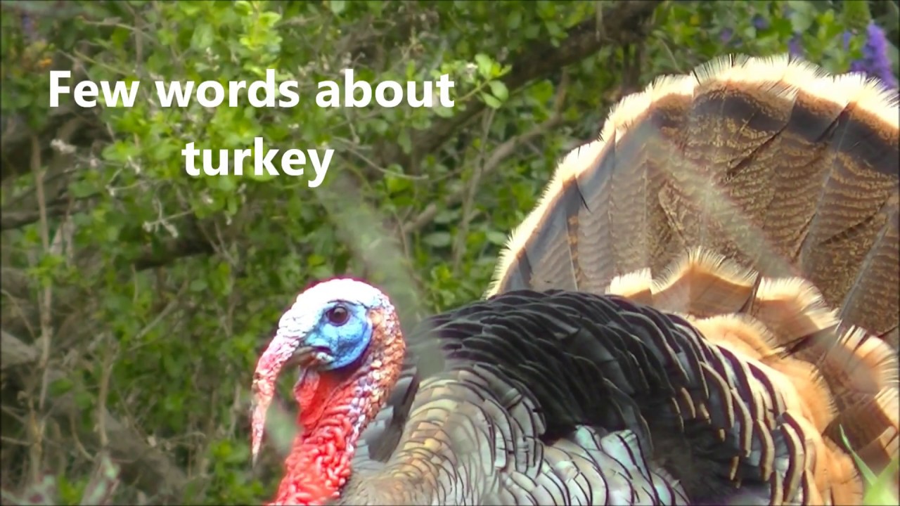 Surprising facts you did not know about turkey. Myth buster. YouTube
