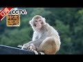 《走遍中国》 20171209 专题片《文成慢记》（下）文成兴起慢生活 | CCTV中文国际