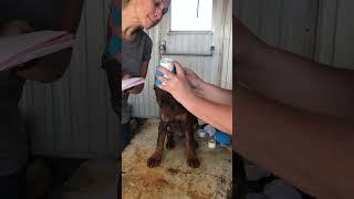 Doberman puppy cup replacement by The Frugal Farmstead 264 views 1 year ago 3 minutes, 44 seconds