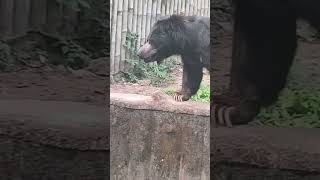 Kolkata ka zoo..🐘🐼🐯#viralmemes #reels #viralreels #animals