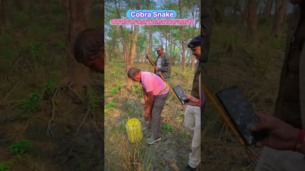सांप को कैसे जंगल में रिलीज किया जाता हैं l#india #police #competition #cricket #helmetman 