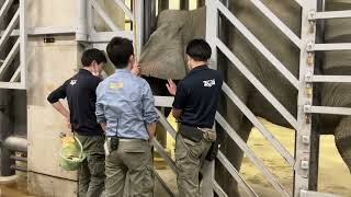 ゾウ 夏美ブンニュンの採血馴致で黒糖使用20230502/Training for elephant blood sampling.