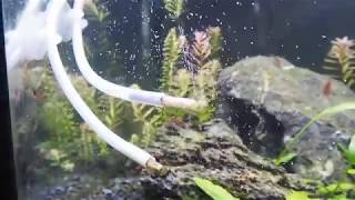 DIY CO2 Chopstick diffuser