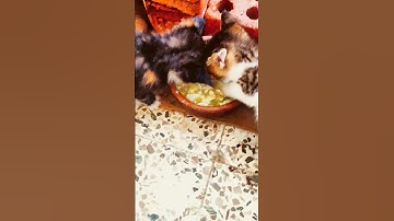 إن الله وملائكته يصلون على النبي #اكسبلور #المصحف #اذكار_المساء