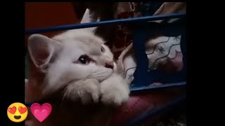 My Kittens vlog| Cute and little Baby cats story | Honey's Vlog