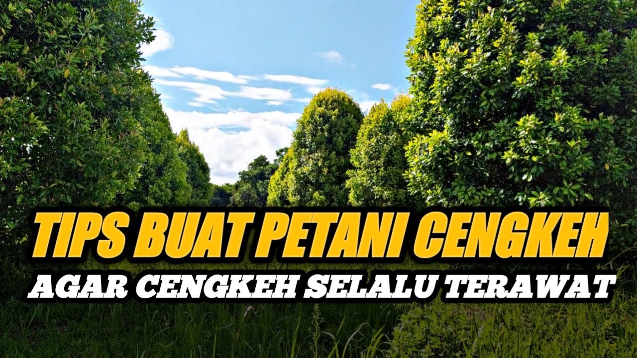 Memanjakan mata!!! Perkebunan Cengkeh paling MANTAP