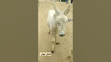 جحش صغير اضحك من قلبك 