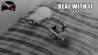 Thug life rat video