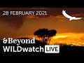 WILDwatch Live | 28 February, 2021 | Afternoon Safari | South Africa