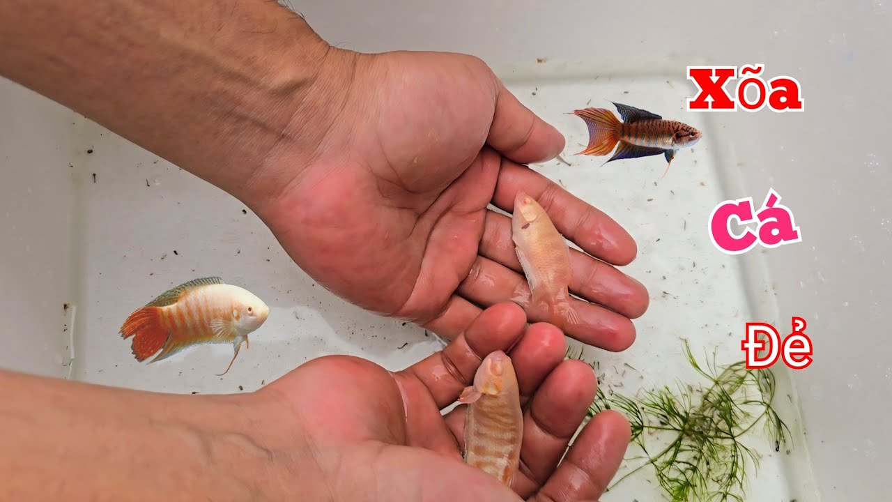 Thêm 32 Triệu Tiền Sắt Mái Nhà Và Ghép Nhiều Cá Cờ Bạch Đẻ Tiếp...