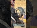 角を整える：家畜管理における静かな儀式