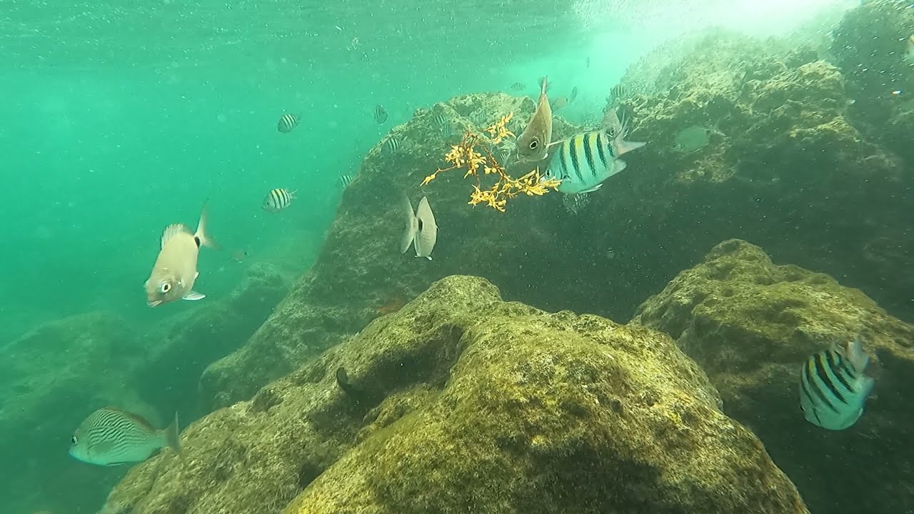 Snorkeling off Peanut Island reefs with my Tahoe T16 in 4K YouTube