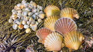 Coastal Foraging  Scallops, Clams, Cockles and Winter shoreline fire cookup | The Fish Locker