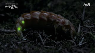 INTOTHEWILD:DMZ 달팽이와 사투를 벌이는 독특한 유충의 정체는?! 190227 EP.1