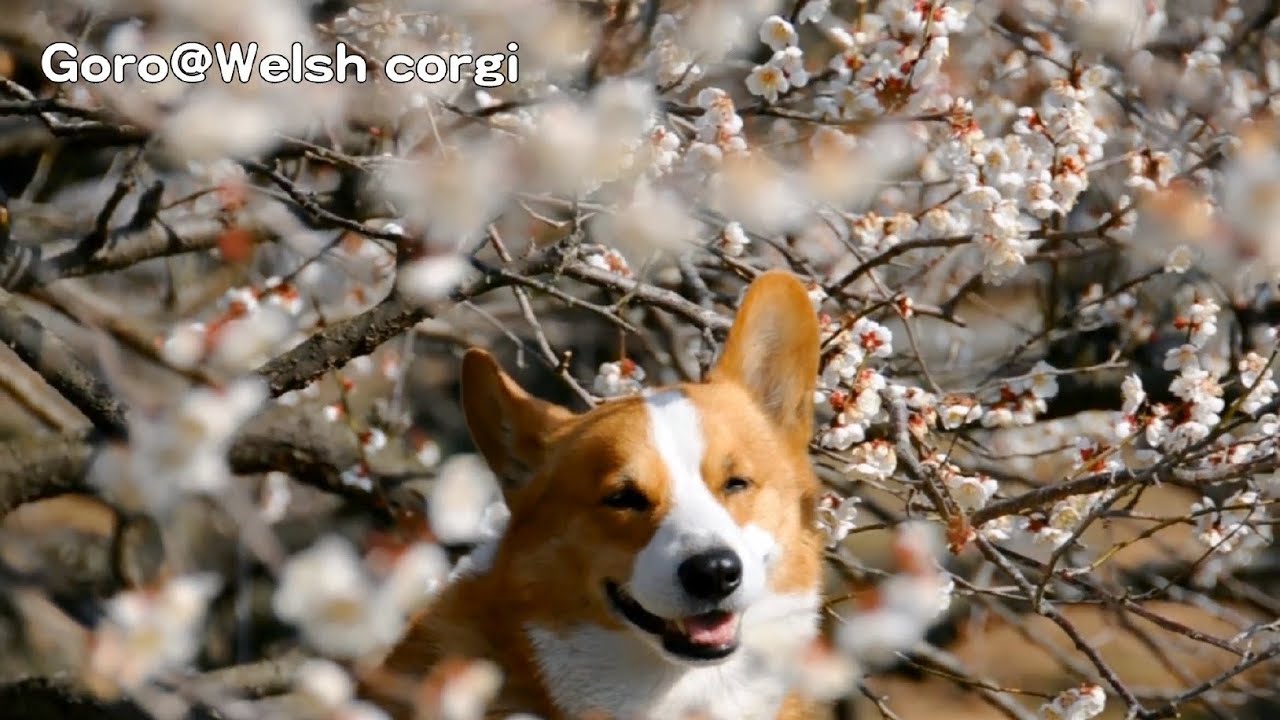 Japanese Apricot Sogabairin 曽我梅林 Goro Welsh Corgi Short Ver Youtube Japanese Apricot Sogabairin 曽我梅林 Goro Welsh Corgi Short Ver Youtube