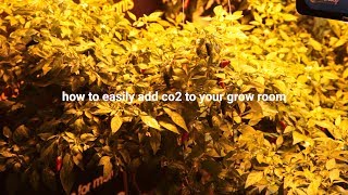 How to Easily Add CO2 to your Grow Room