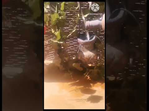 يا حلوه يا شايله البلاص