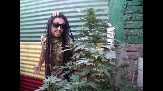 Download Lagu La Enrrolo - El Sonidero Vibra Mistik Band MP3