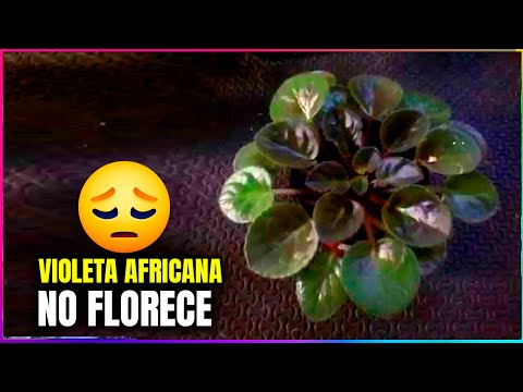 Vídeo: Flor Astilba: Per Què No Floreix? Com Alimentar-la Per A Una Floració Abundant I Exuberant Al Jardí? Temps De Floració