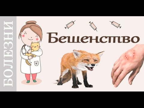 Бешенство. Советы ветеринара.