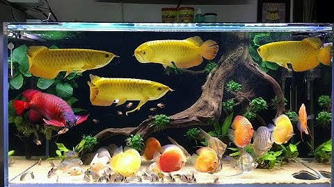 Cá Dĩa Vàng Abino Nuôi Chung Cá Rồng Siêu Đẹp | Cá Dĩa Thắng Lợi