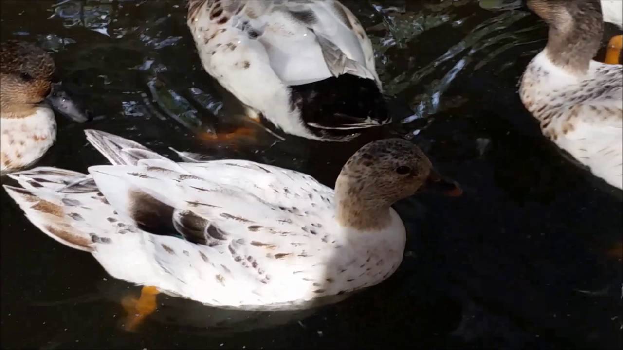 Silver Appleyard Miniature Duck YouTube