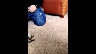 Celebrity Reticulated python unboxing Wealth