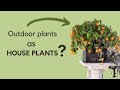 Indoor/outdoor plants. With The Horti-Culturalists. House plants you can also grow outside