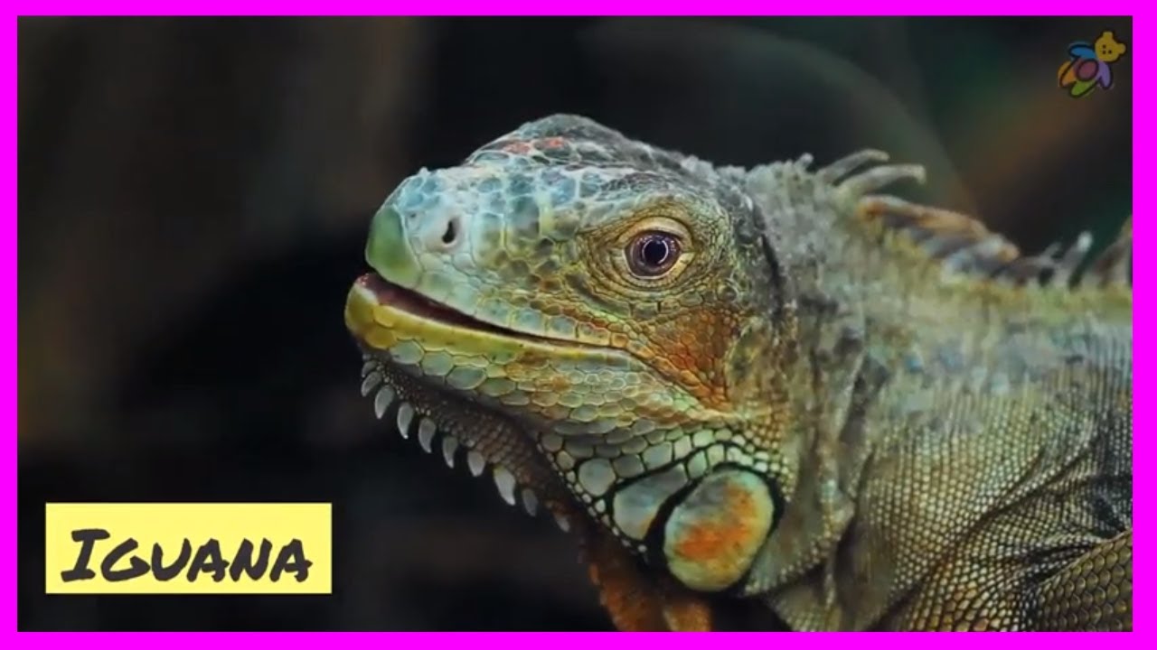 Animales con I 🐠 Aprende los animales que empiezan con la letra I 🐳 Abecedario con animales Animales con I 🐠 Aprende los animales que empiezan con la letra I 🐳 Abecedario con animales