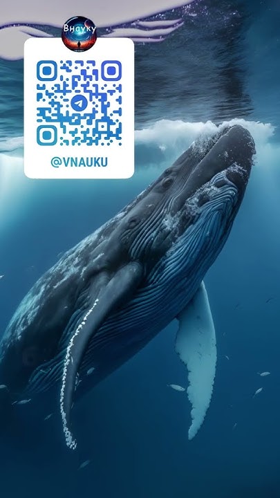 🐳 А вы знали какое самое большое животное в мире? - YouTube