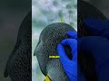 “Por Qué Nunca Debes Tocar a un Pingüino en la Antártida 🐧❄️”