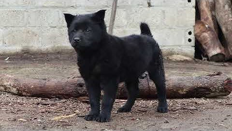 Tuyệt phẩm chó H