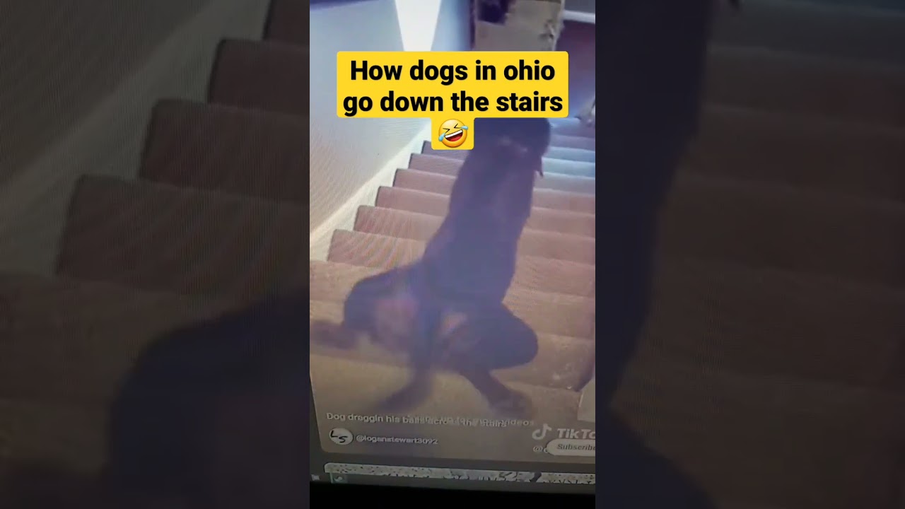 How dogs in ohio go down the stairs #shorts #ohio
