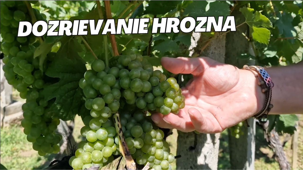 Dozrievanie hrozna