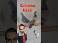 mere sabse ache kabootar #indian#kabootar#fly#sky#explore #shorts