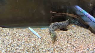 Feeding time in the Tiger Moray Eel tank! (Freshwater Aquarium)