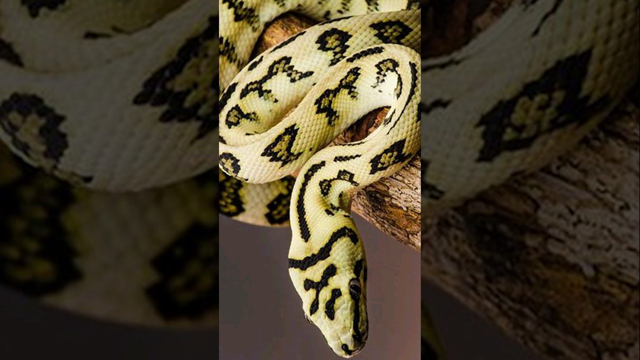 Carpet python | Terrifying Snakes That Are Actually Friendly